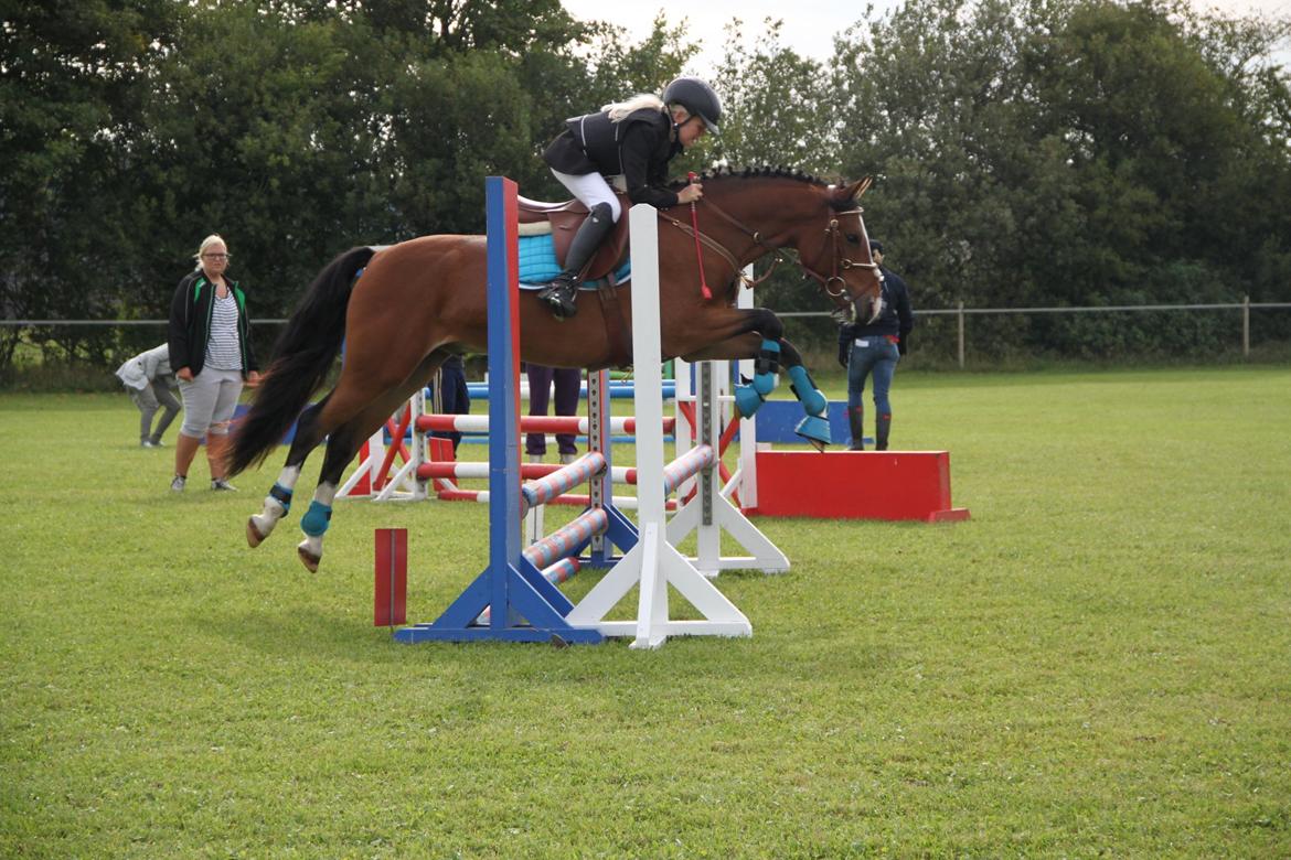 Welsh Pony (sec B) Bakkegaarden´s perfect prince - LD i rind :) :) :) billede 11