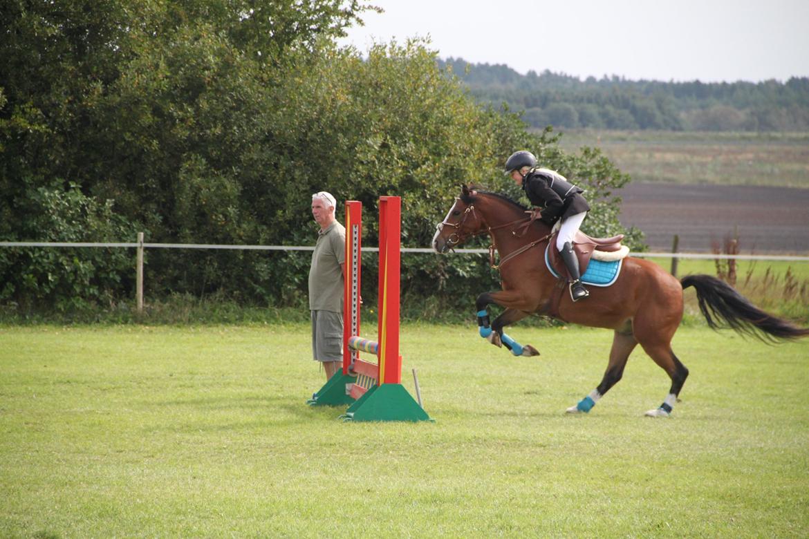 Welsh Pony (sec B) Bakkegaarden´s perfect prince - En pony der lige hjælper mig lidt :) Prøv lige og se hvor stort han sætter af, bare for min skyld :) Perfect du er bare jordens dejligste pony <3 <3 :) billede 31