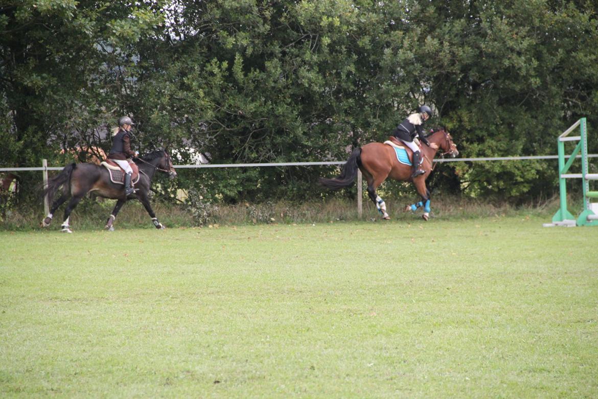 Welsh Pony (sec B) Bakkegaarden´s perfect prince - Æresrunde i fuld fart, og med lillesøster som nummer 2 :) :) :) billede 34