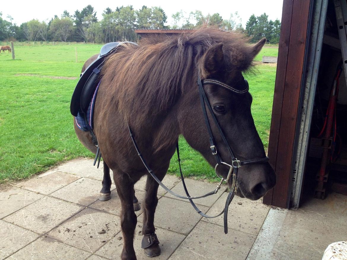 Islænder Kolskör frá Egemose ~ my soulmate <3 billede 15