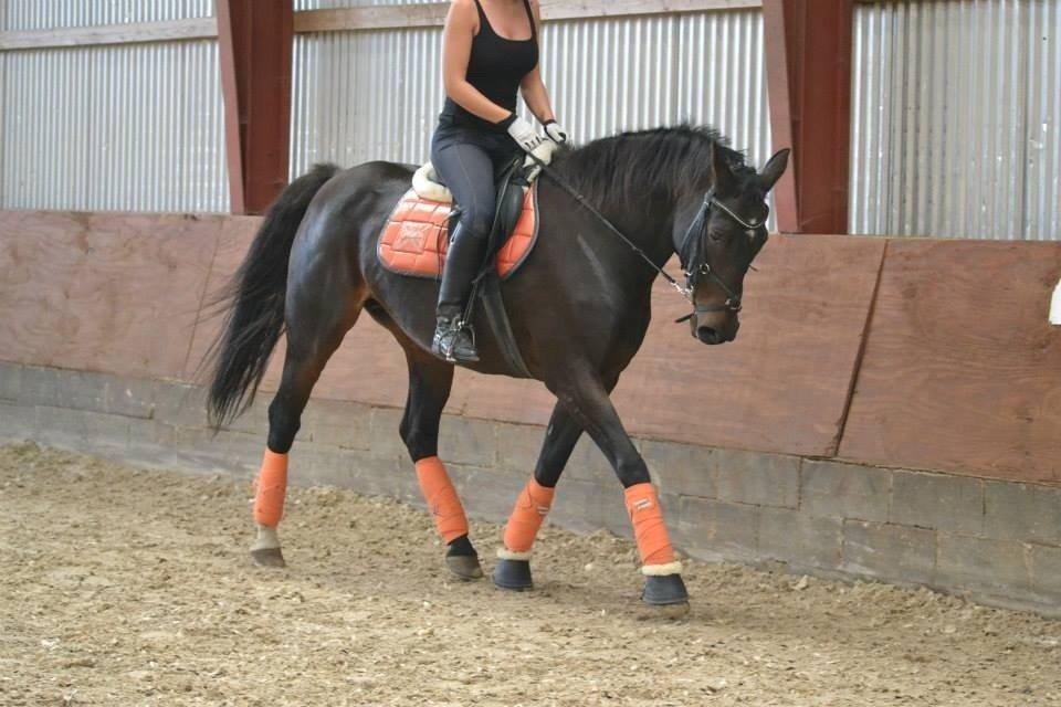 Dansk Varmblod Capaia billede 8