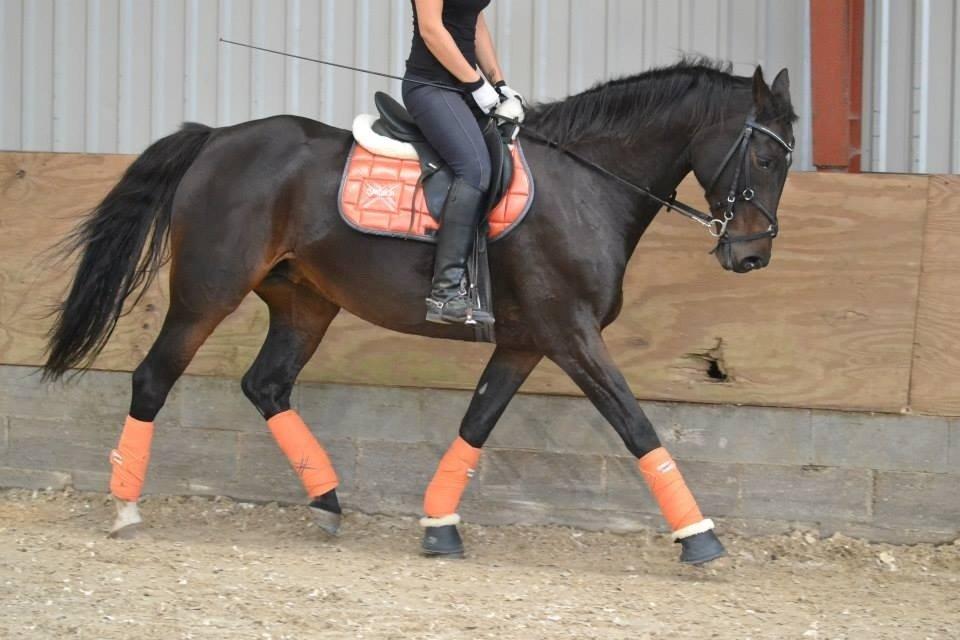 Dansk Varmblod Capaia billede 9