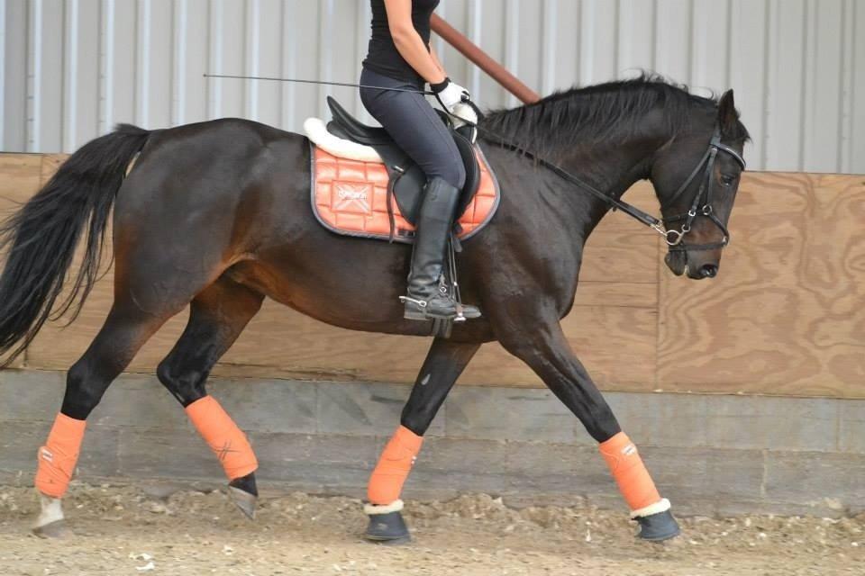 Dansk Varmblod Capaia billede 10