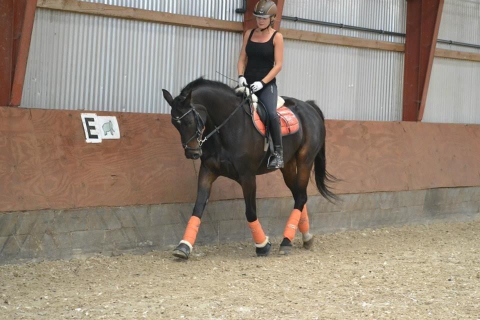 Dansk Varmblod Capaia billede 11