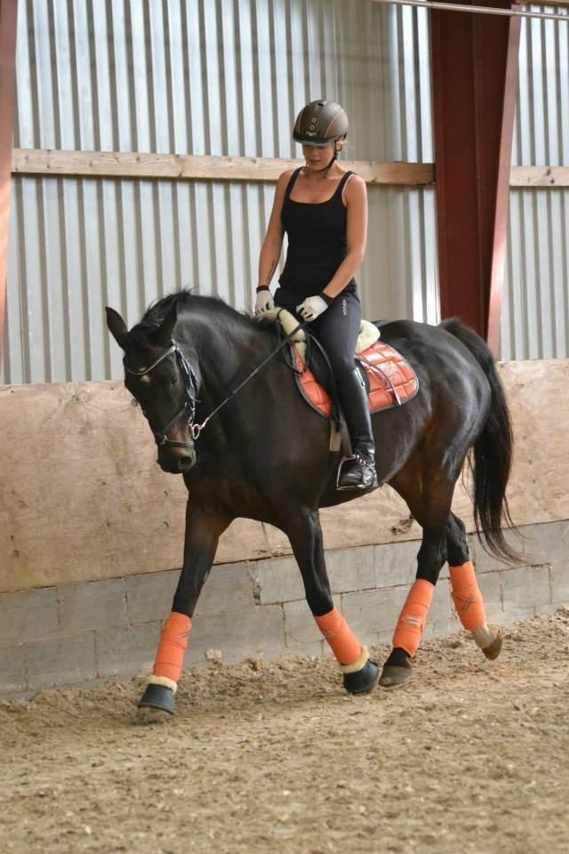 Dansk Varmblod Capaia billede 12