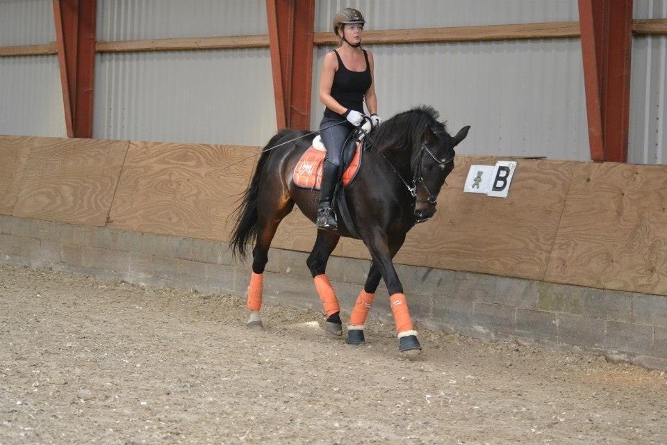 Dansk Varmblod Capaia billede 13