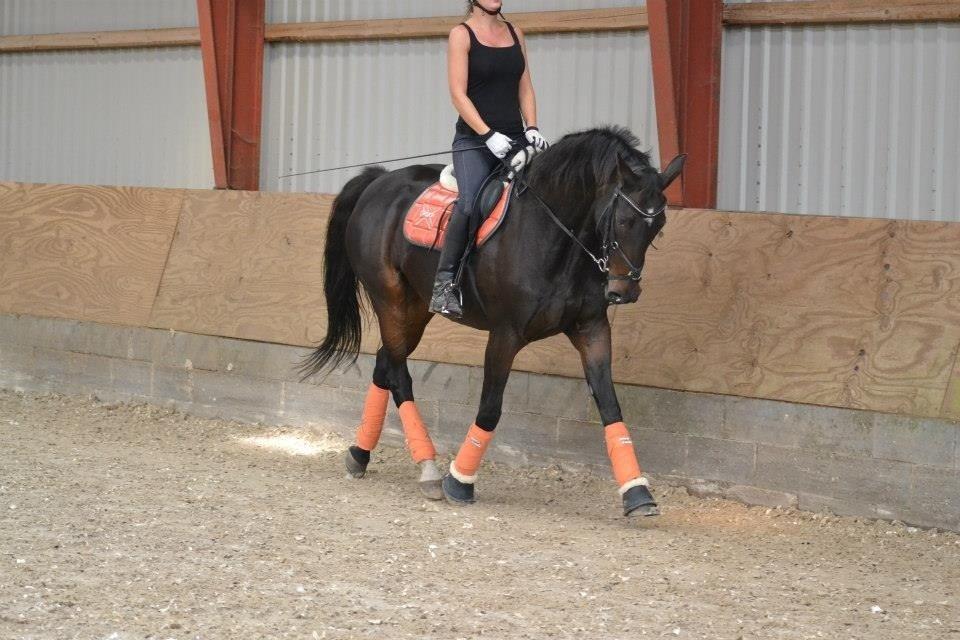 Dansk Varmblod Capaia billede 14