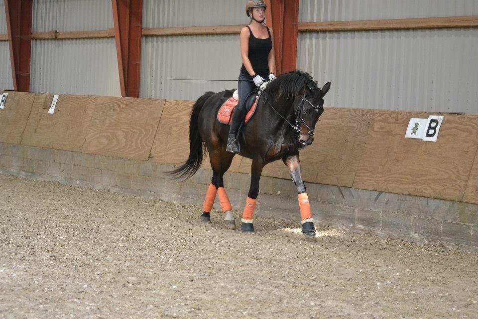 Dansk Varmblod Capaia billede 15