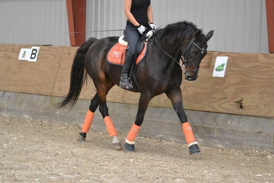 Dansk Varmblod Capaia billede 16