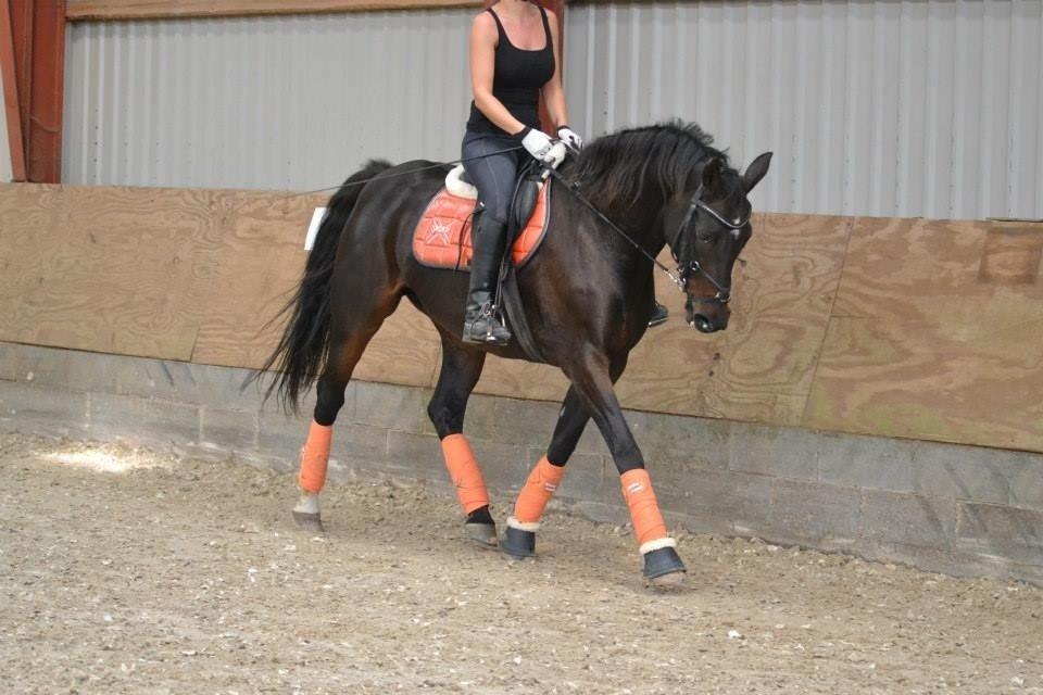 Dansk Varmblod Capaia billede 17