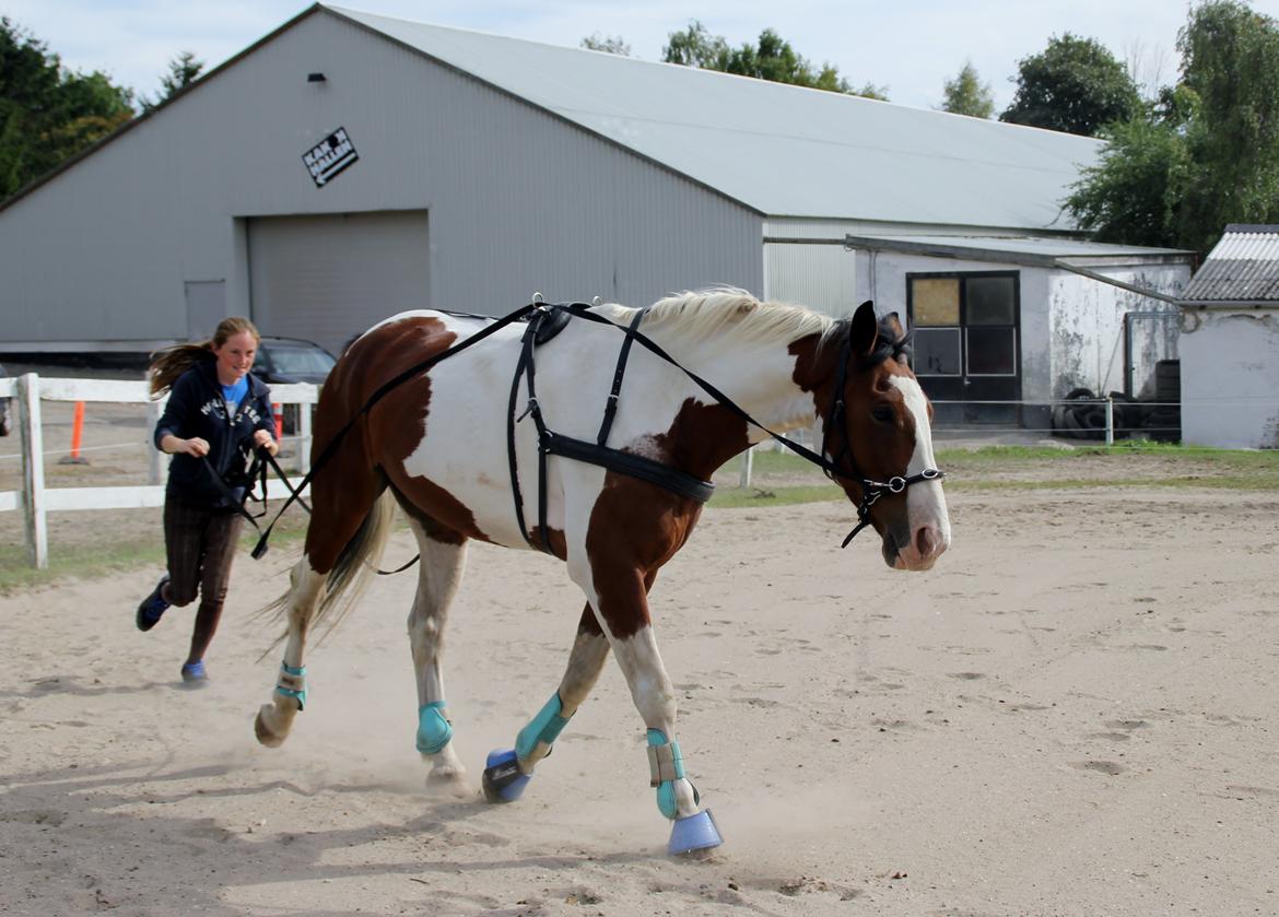 Pinto Alfons Åberg - 8/9-13. Lange liner i trav billede 39