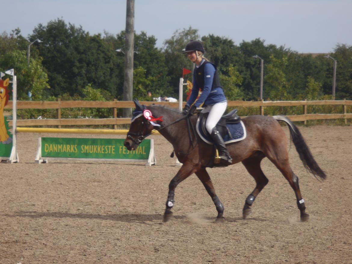 Anden særlig race Mr. Abel billede 4