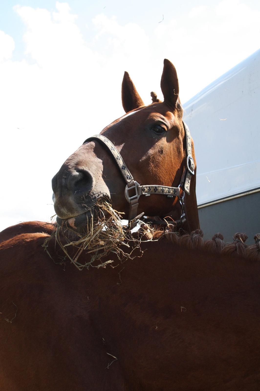 Frederiksborg Brunholms Tristan billede 14