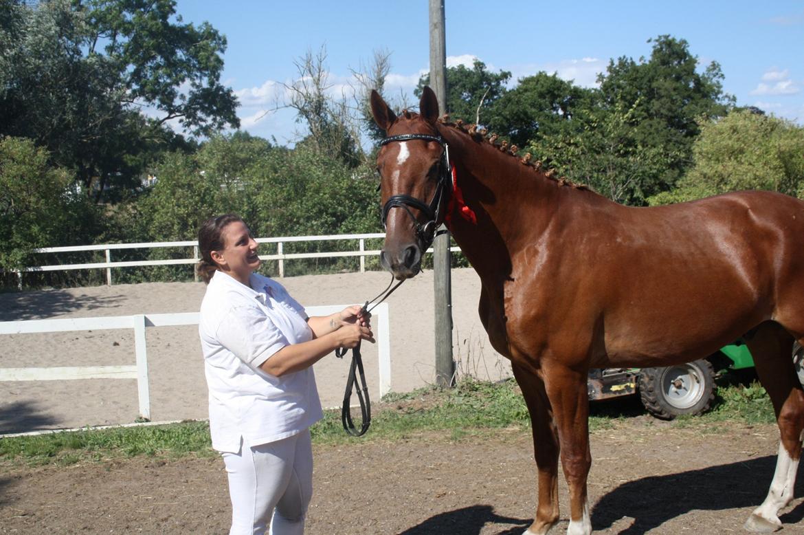 Frederiksborg Brunholms Tristan billede 3