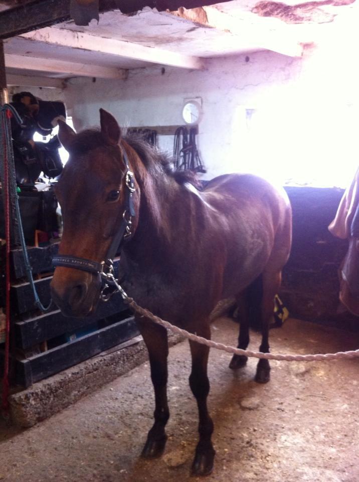 Anden særlig race Mr. Abel billede 7