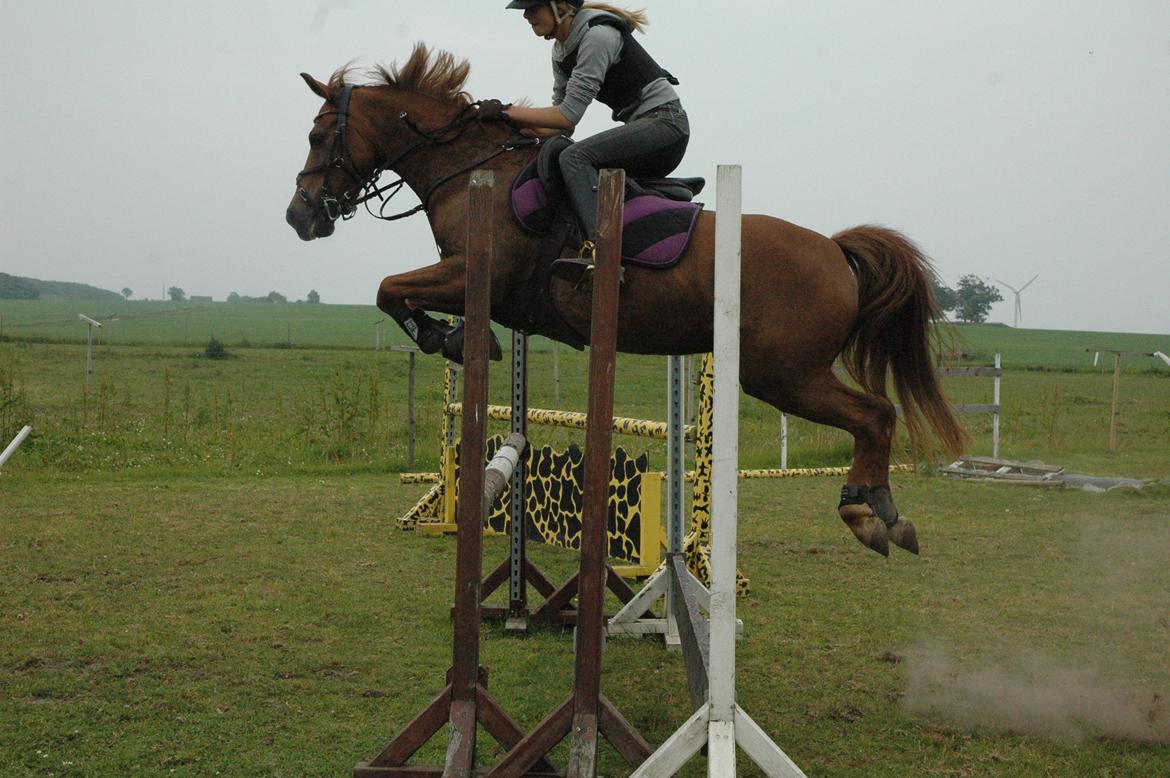 Anden særlig race Isobell billede 3