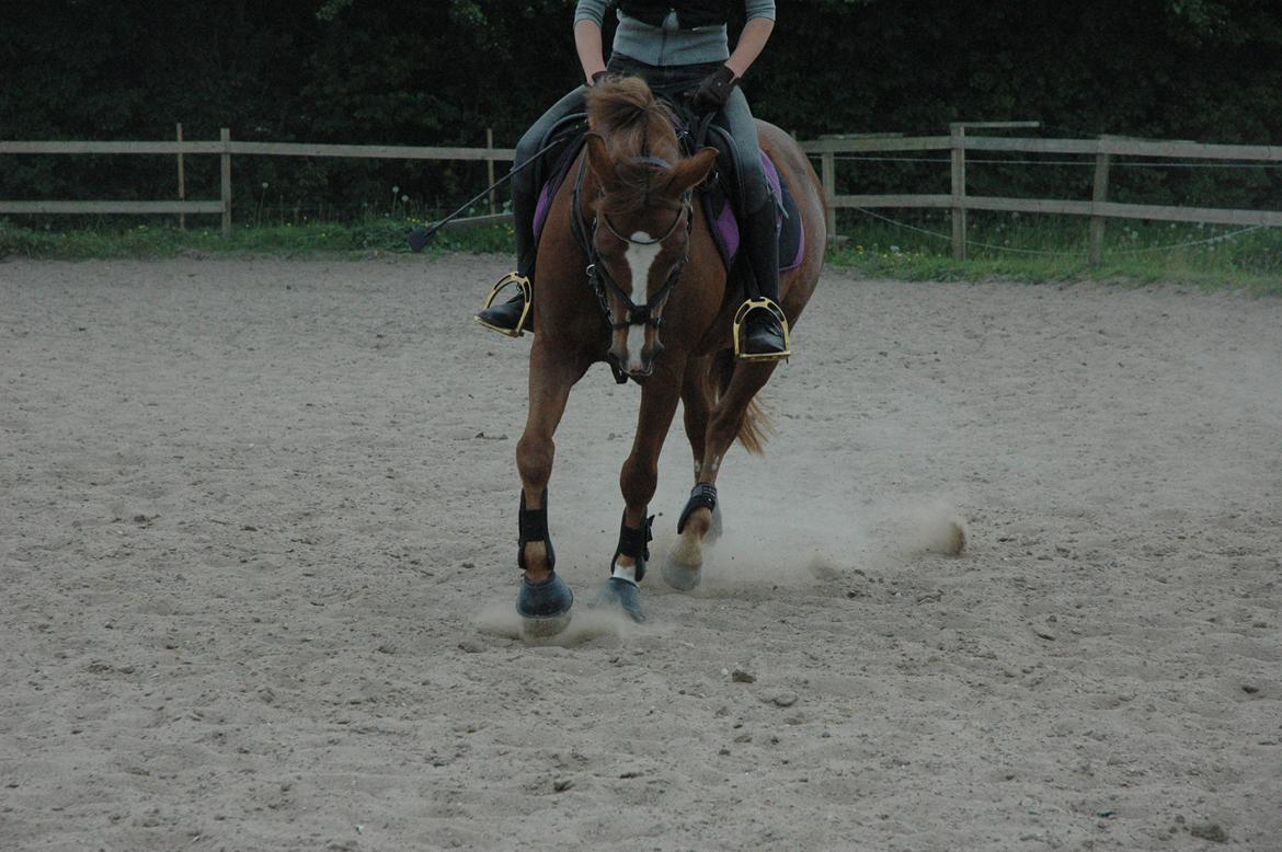 Anden særlig race Isobell billede 4