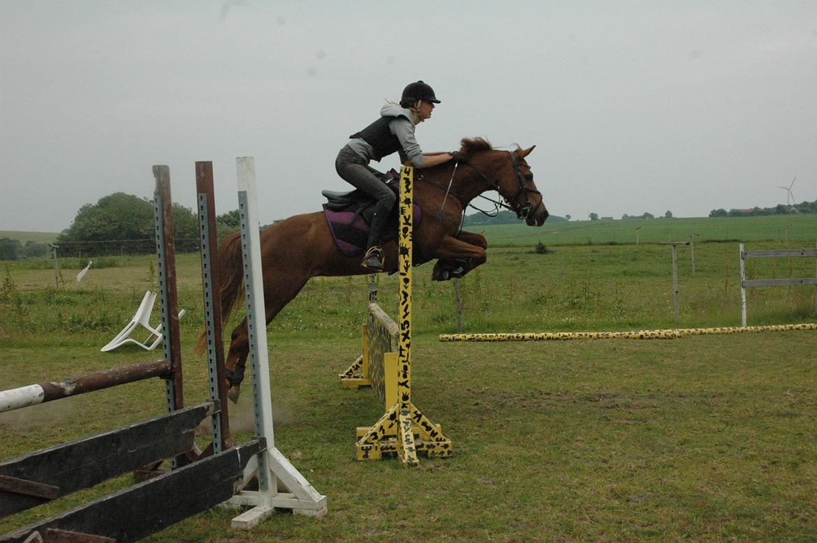 Anden særlig race Isobell billede 5