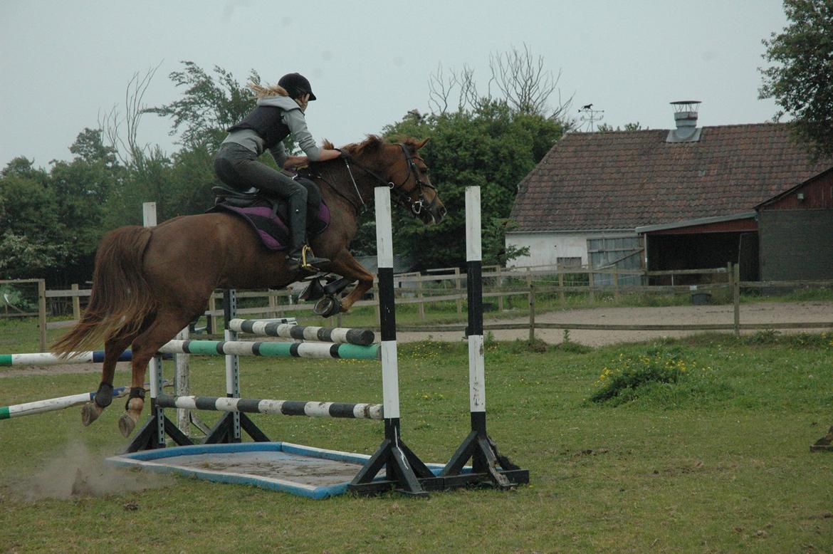 Anden særlig race Isobell billede 6