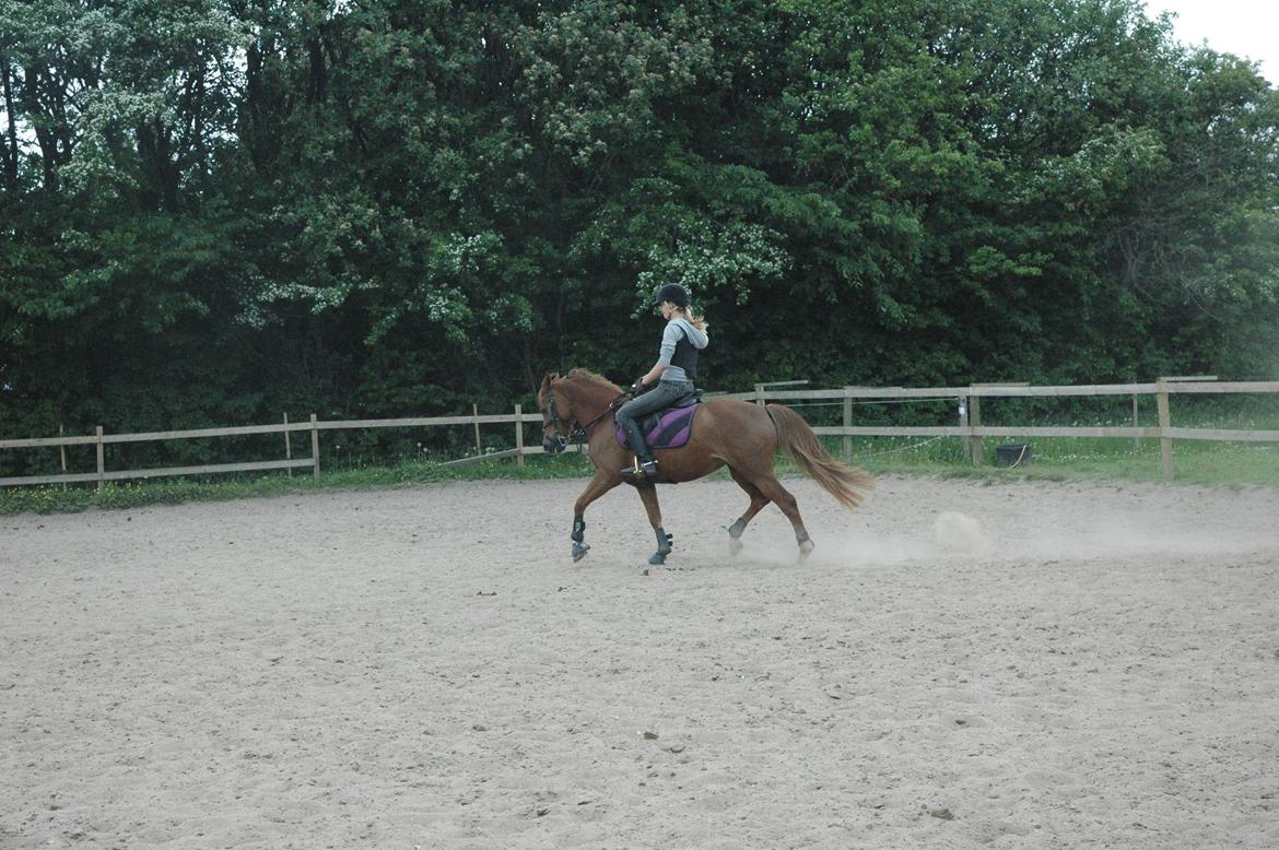 Anden særlig race Isobell billede 7