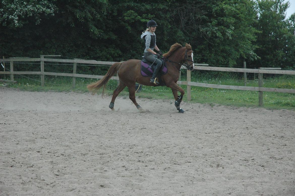 Anden særlig race Isobell billede 8