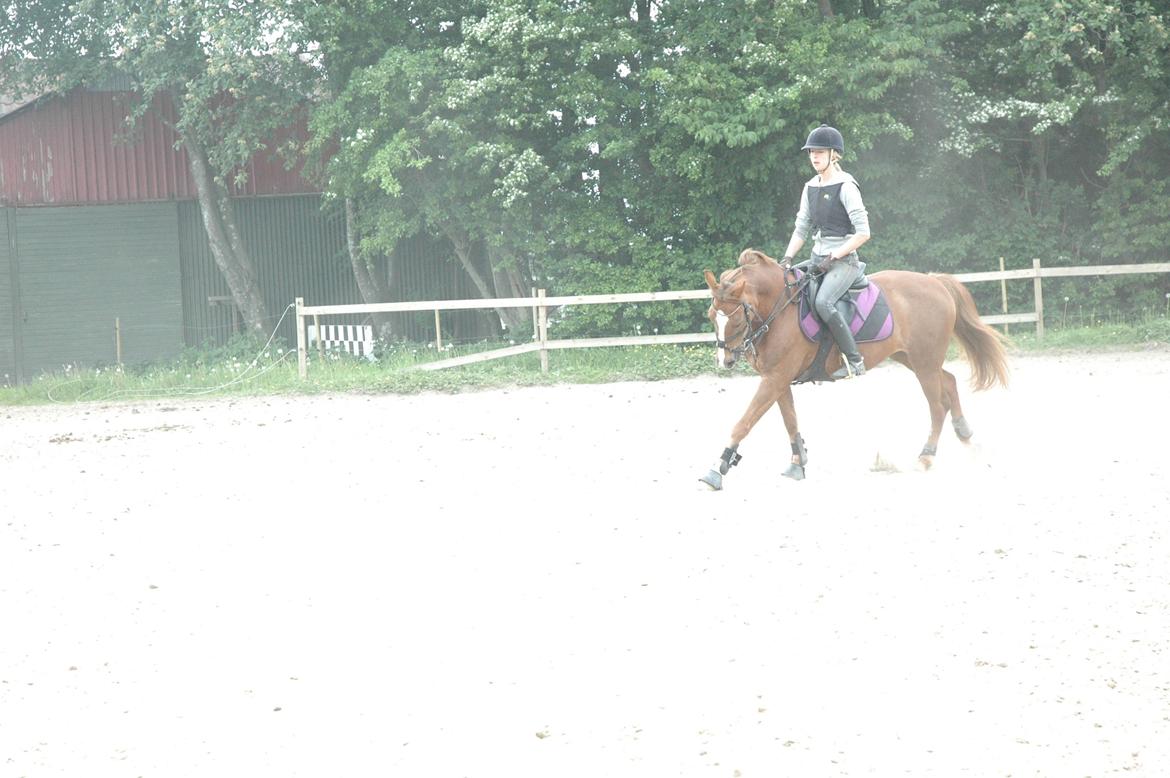 Anden særlig race Isobell billede 9