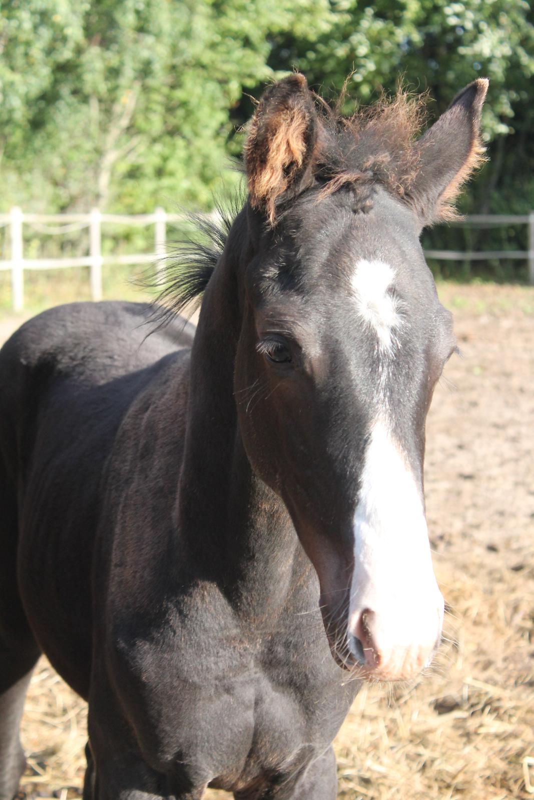 Dansk Varmblod Sundhøjs Duke Hingst billede 5