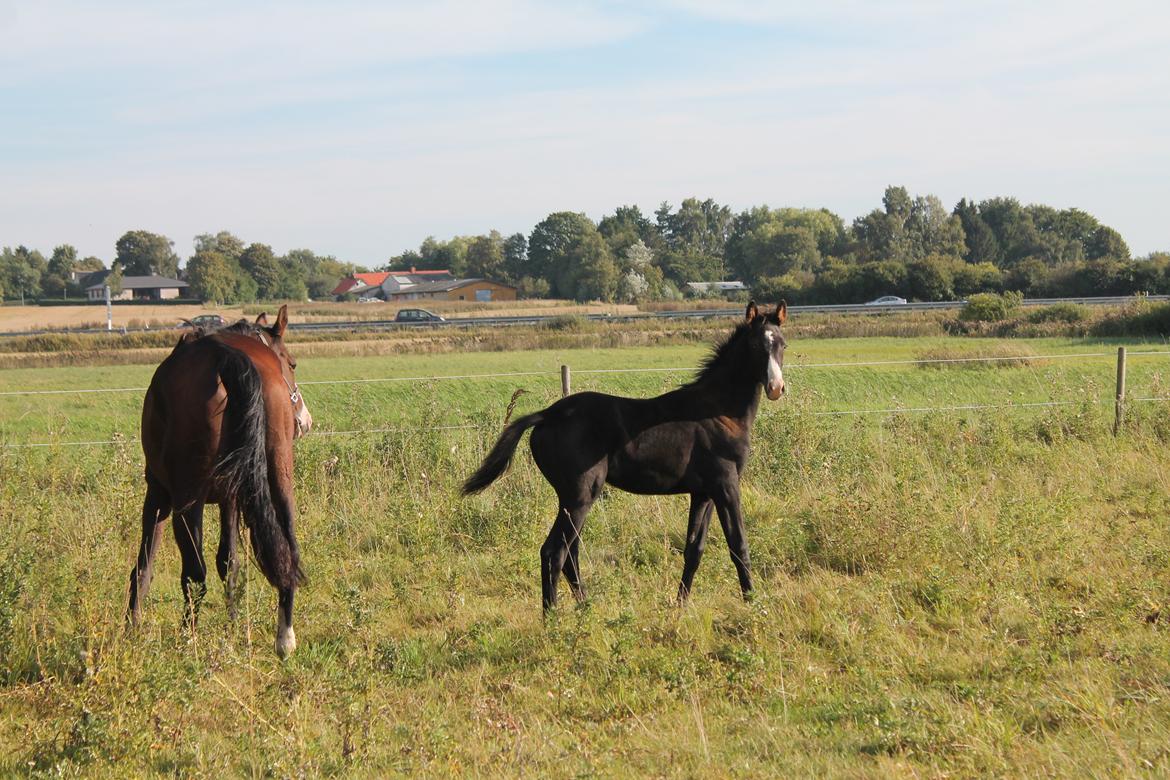 Dansk Varmblod Sundhøjs Duke Hingst billede 4