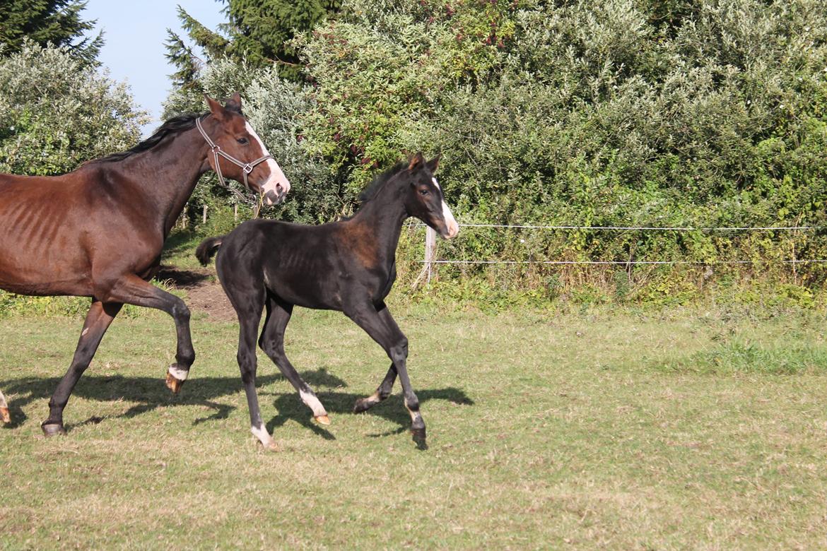 Dansk Varmblod Sundhøjs Duke Hingst billede 7