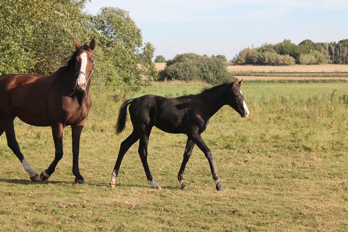 Dansk Varmblod Sundhøjs Duke Hingst billede 8