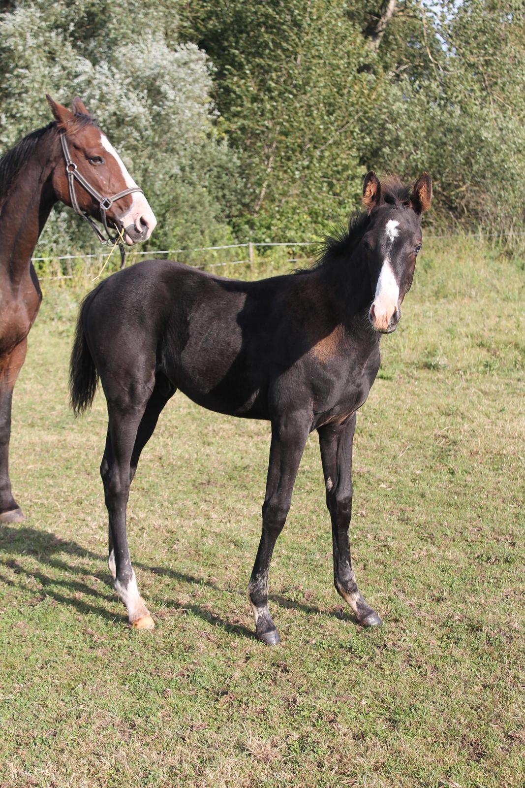 Dansk Varmblod Sundhøjs Duke Hingst billede 9