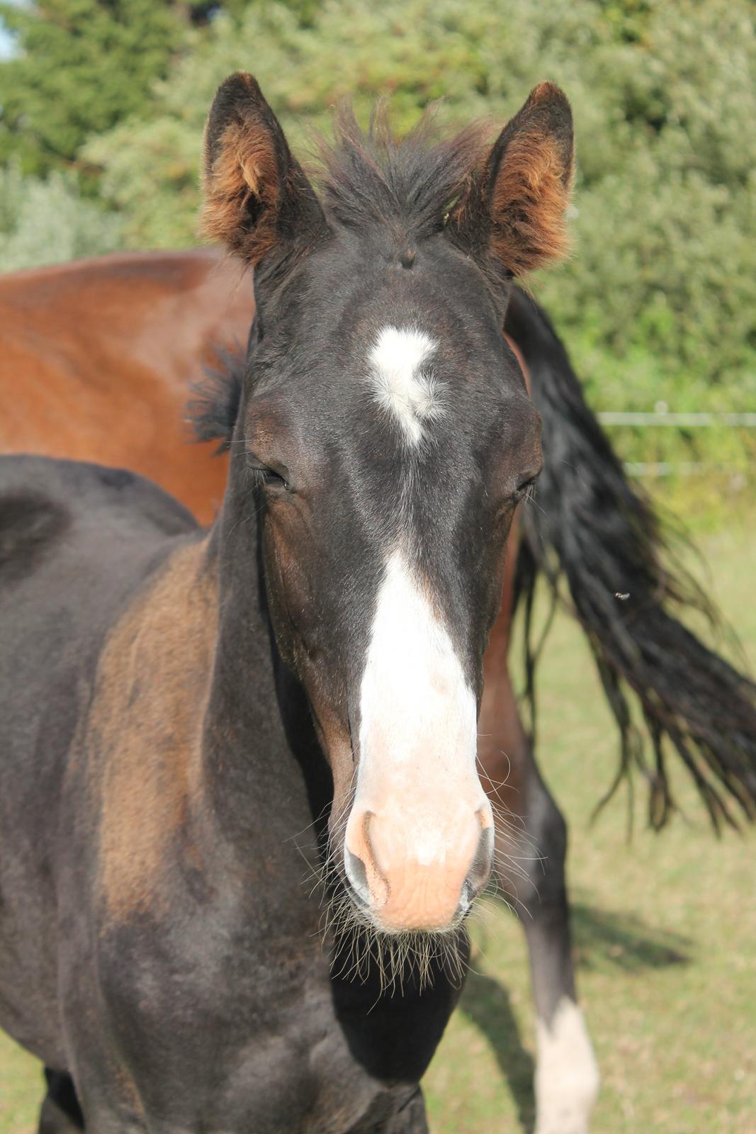 Dansk Varmblod Sundhøjs Duke Hingst billede 3