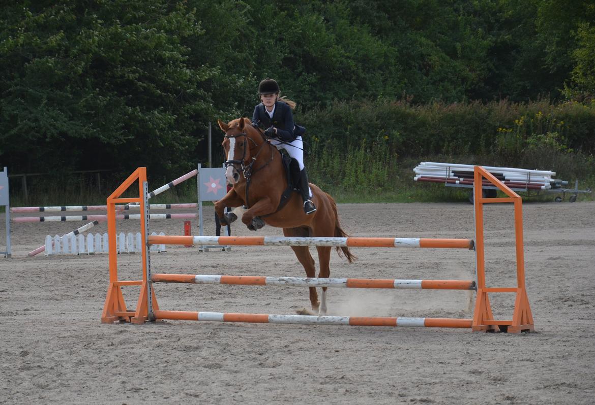 Dansk Varmblod Lester Estelle - LC på GLK. September 13. billede 3