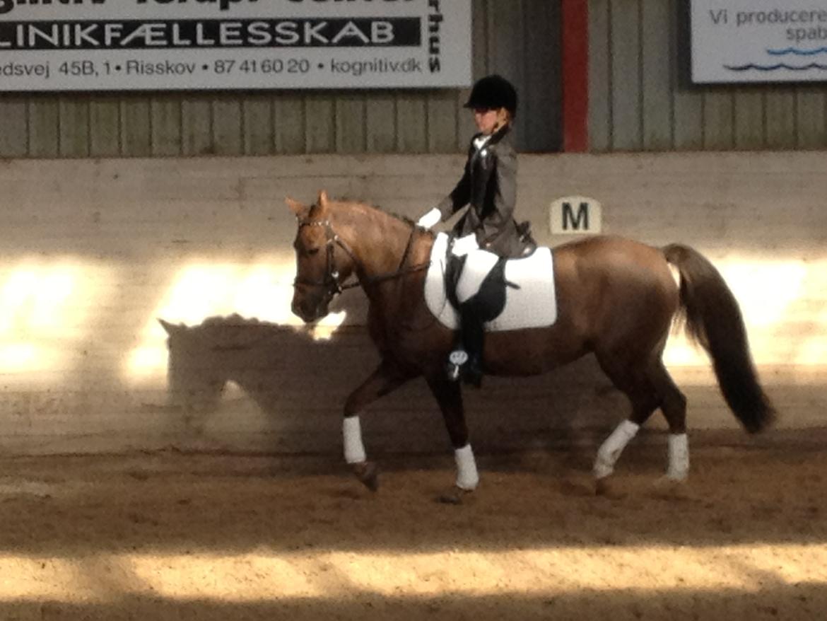 New Forest Danique *Pensionist* - Til stævne på Åstrup! :) - Foto Mor billede 10