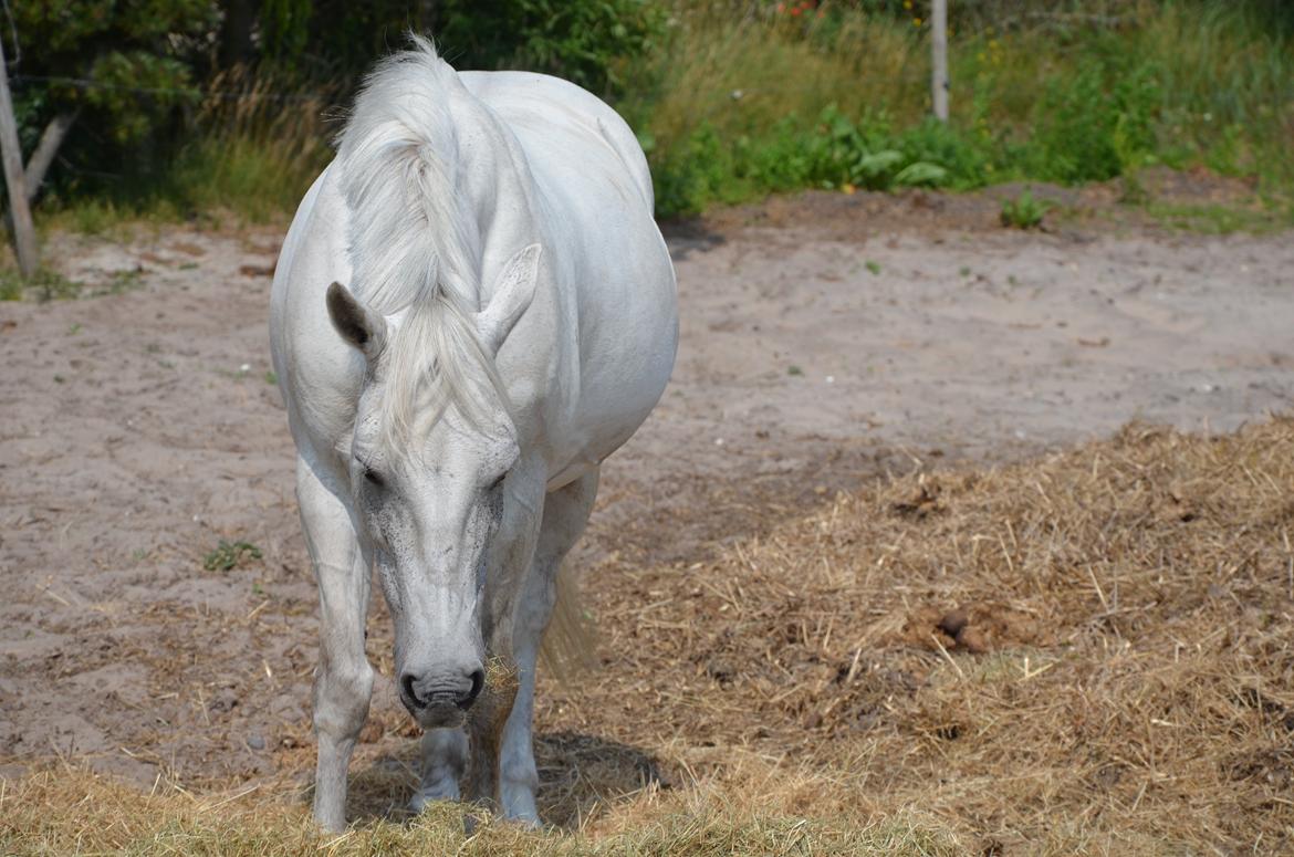 Anden særlig race Ronja billede 9