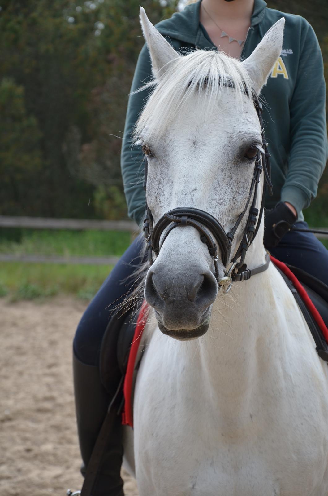 Anden særlig race Ronja - FOTO: Charlotte Kristensen billede 6