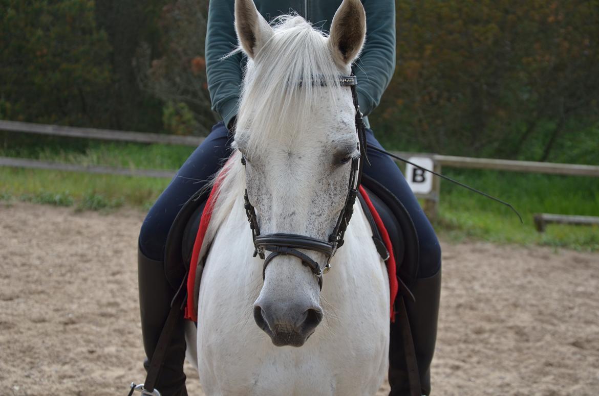 Anden særlig race Ronja - FOTO: Charlotte Kristensen billede 2