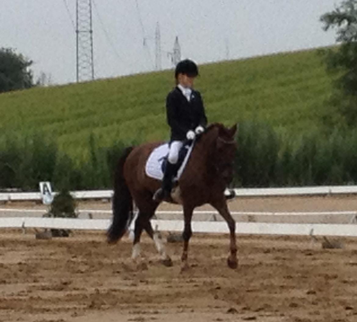 New Forest Danique *Pensionist* - Skønne pony!! <3 Ser så elegant ud!<3 (Undskyld kvaliteten) - Foto Mor billede 13