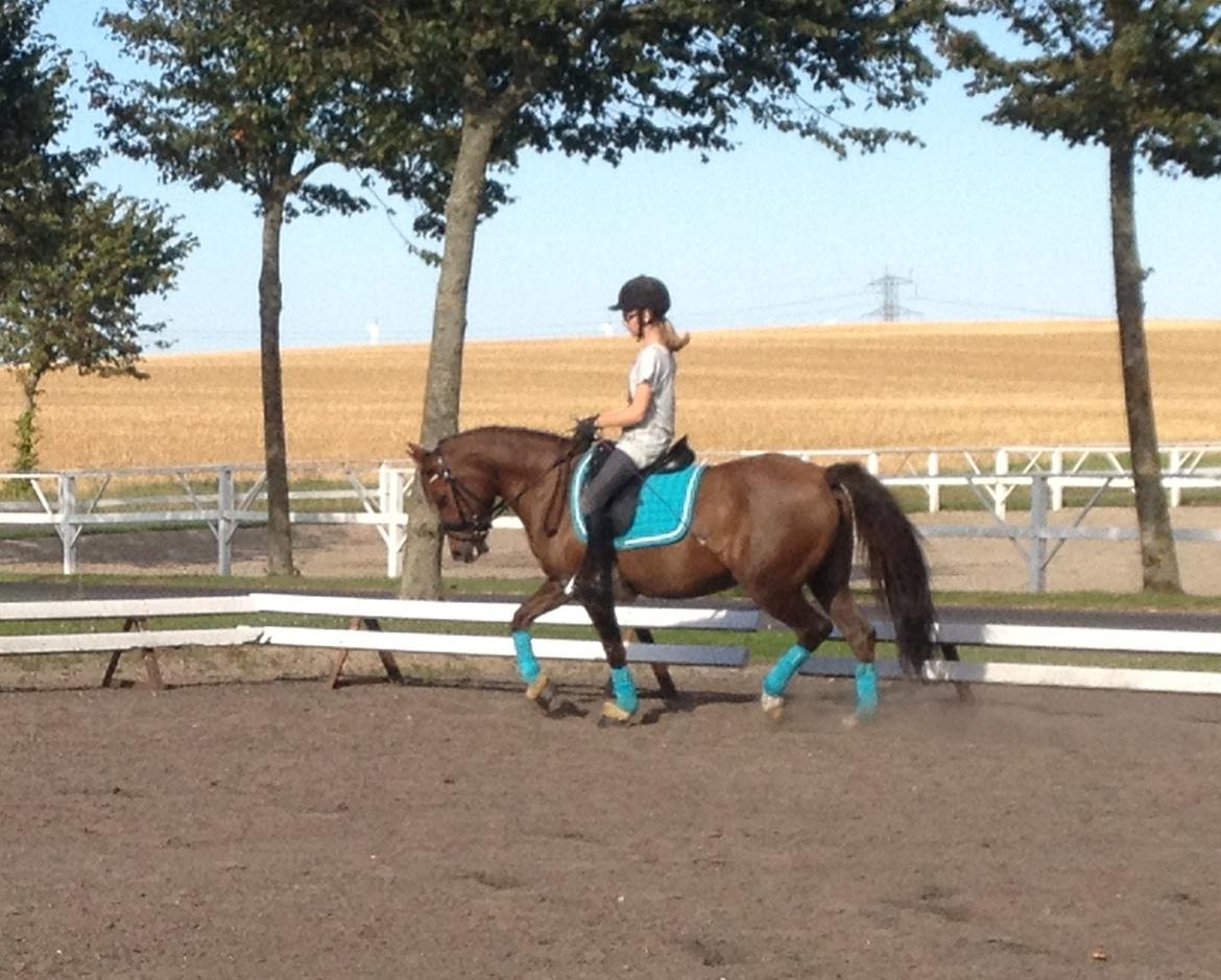 New Forest Danique *Pensionist* - Skøn træning hjemme på gården!<3 - Foto Mor billede 16