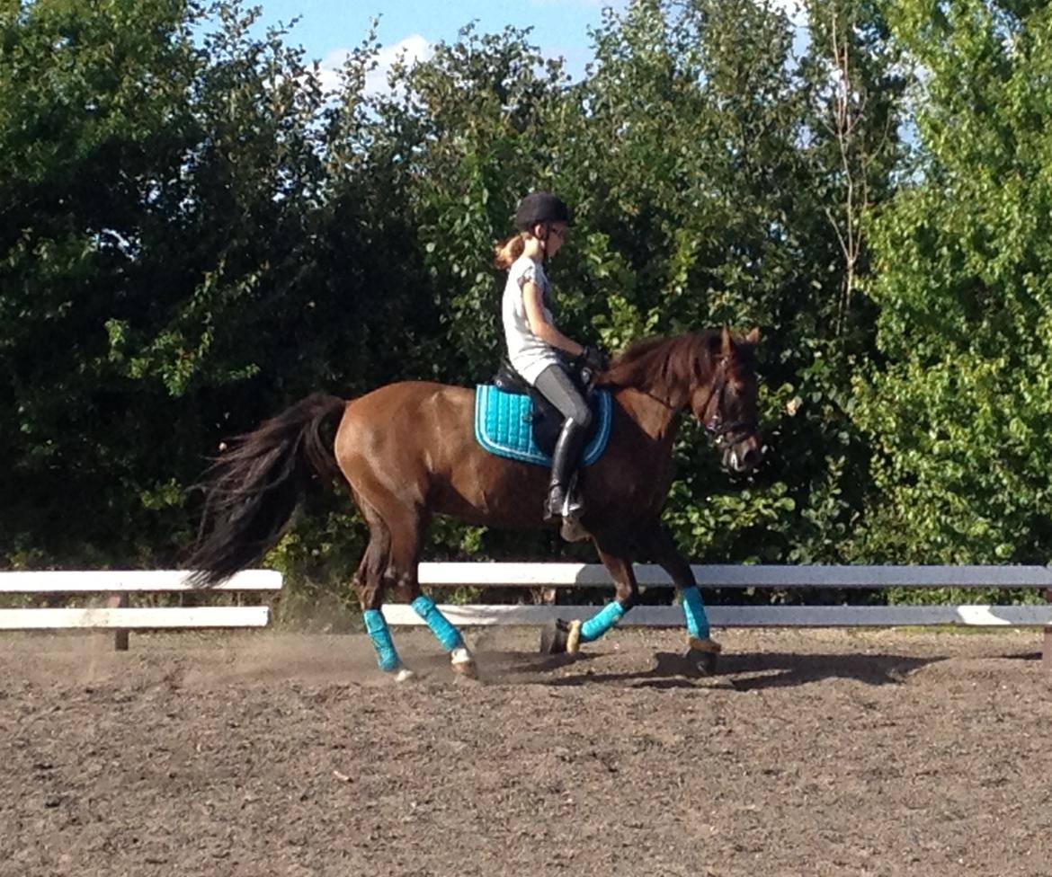 New Forest Danique *Pensionist* - Fuld fart frem!! - Foto Mor billede 11