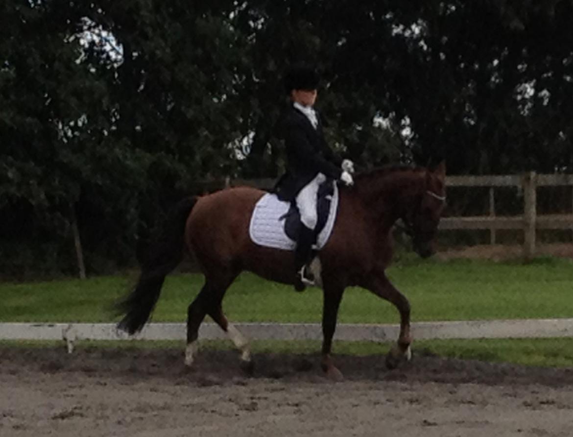 New Forest Danique *Pensionist* - Super godt stævne!! <3 (Sorry kvaliteten) - Foto Kristine Bojsen billede 18