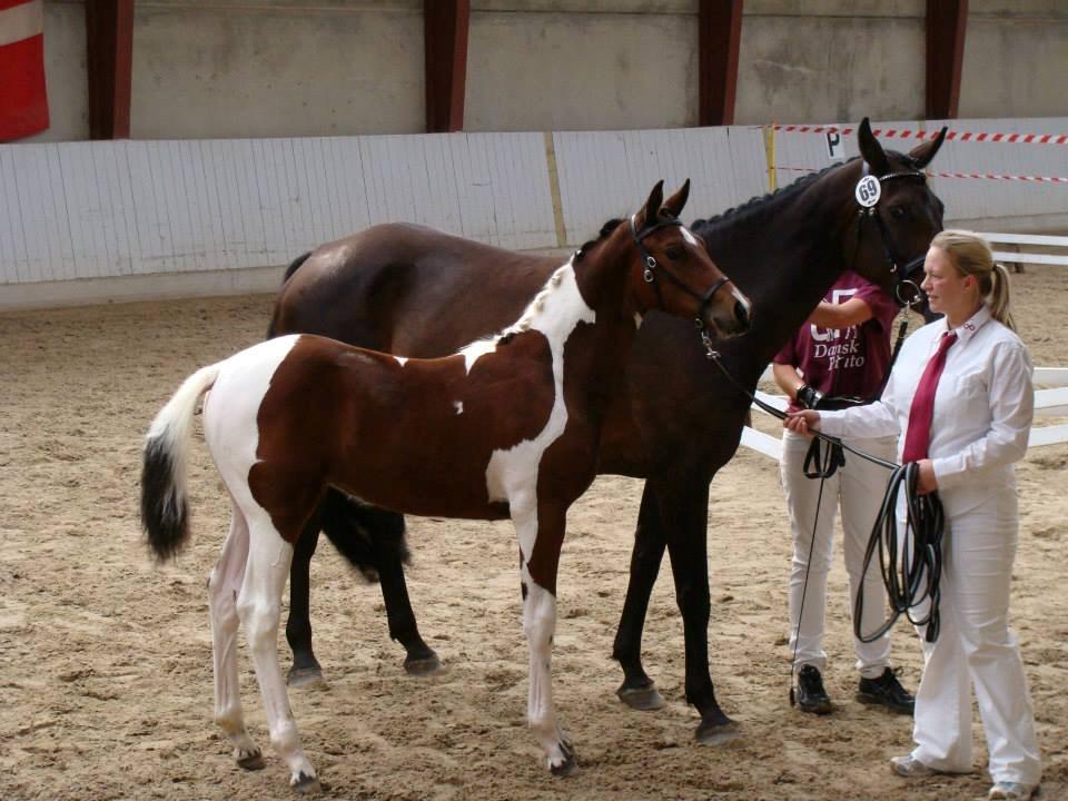 Pinto Gaasdal´s Spotlight billede 2