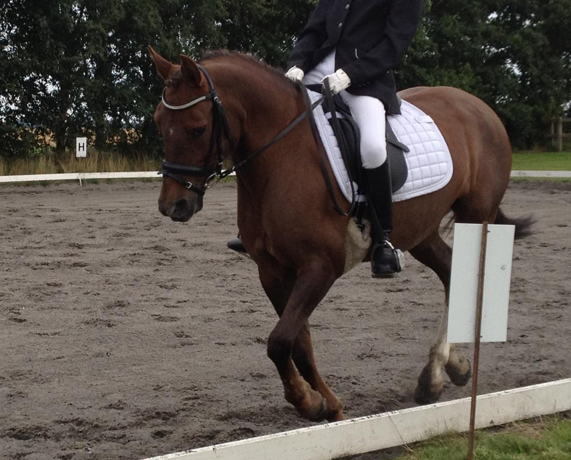 New Forest Danique *Pensionist* - Kan næsten ikke beskrives <3 <3 - Foto Kristine Bojsen billede 6