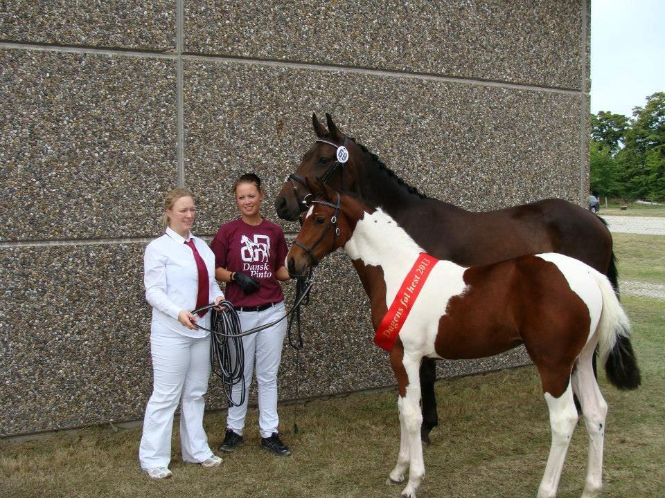 Pinto Gaasdal´s Spotlight billede 5