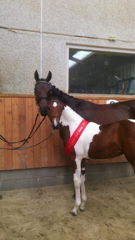 Pinto Gaasdal´s Spotlight billede 1