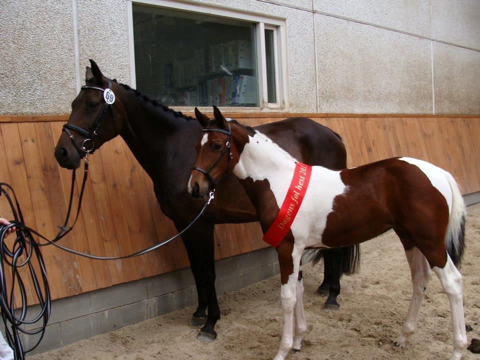 Pinto Gaasdal´s Spotlight billede 6