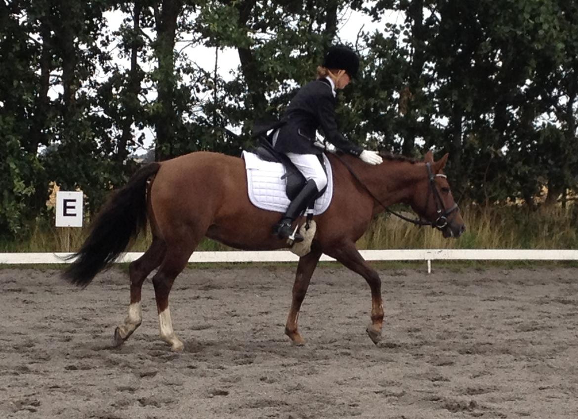 New Forest Danique *Pensionist* - Danique fortjener et stort klap!! - Foto Kritistine Bojsen billede 19