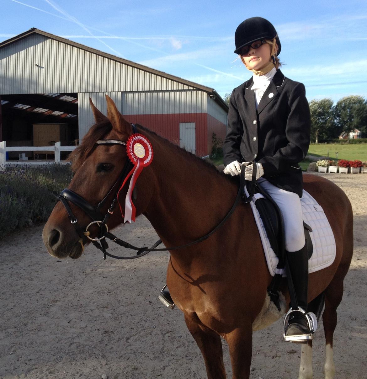 New Forest Danique *Pensionist* - Ja.. Så vandt vi igen! <3 Danique kan bedst lide røde  rosetter! <3 - Foto Mor billede 20