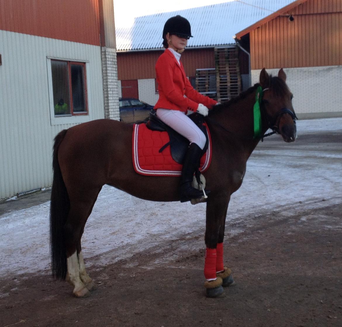 New Forest Danique *Pensionist* - Danique nu i spring model! :P Fik bare super godt!! <3 - Foto Mor billede 22