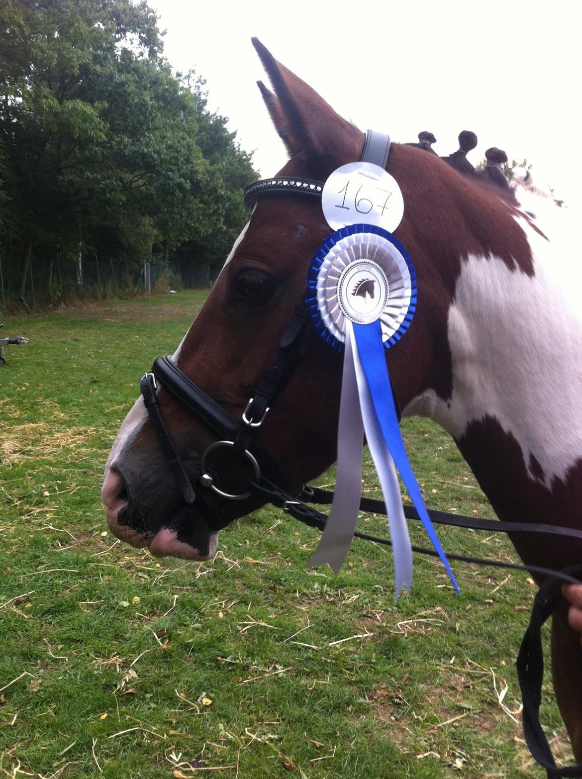 Irsk Sportspony Golden Hallo - St. hestedag 2013 <3 billede 16